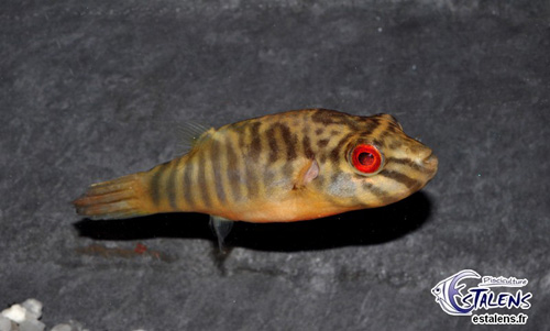 Carinotetraodon.salivator