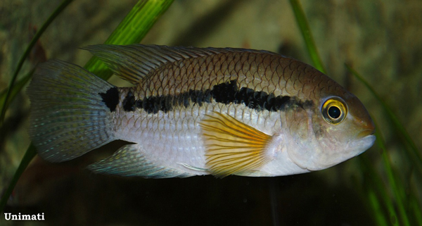 Cichlasoma bimaculatum
