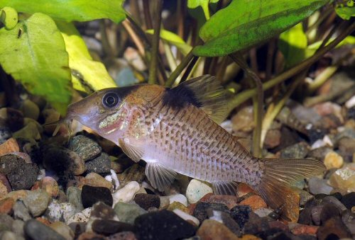 Corydoras-ephippifer-JJ-1