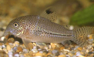 corydorasjuliicz5