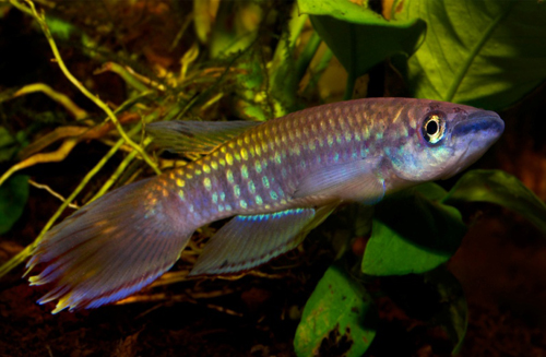 epiplatys-fasciolatus-male