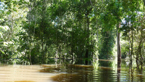 foret rio negro innondee.jpg