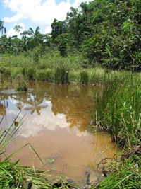 habitat-pres-de-iquitos-perou