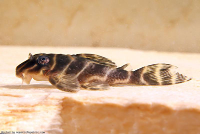 hypancistrus L454