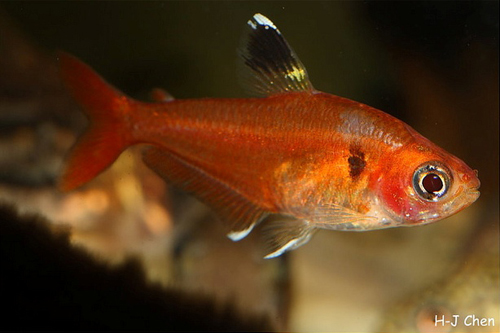 Hyphessobrycon-Araguaia-HJ-Chen