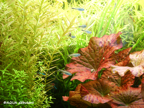 Hyphessobrycon metae.jpg