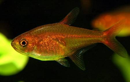 Hyphessobrycon_amandae
