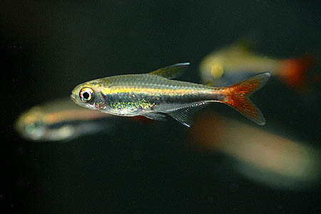 hyphessobrycon_loretoensis