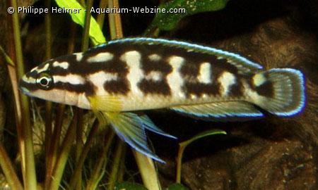 juidochromis transcriptus