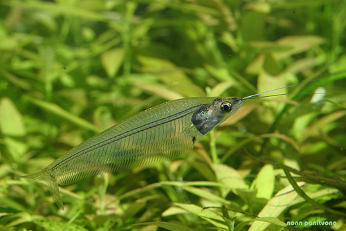 Kryptopterus-vitreolus