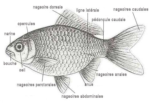 les-nageoires-du-poisson