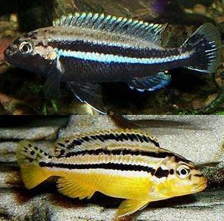 melanochromis-auratus