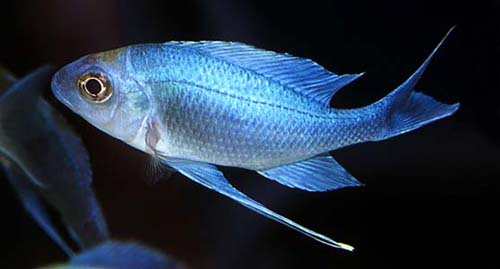 ophthalmotilapia_ventralis_1