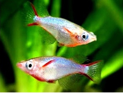 oryzias.jpg