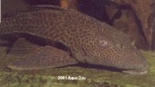 Plecostomus