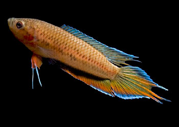 Pseudosphromenus dayi