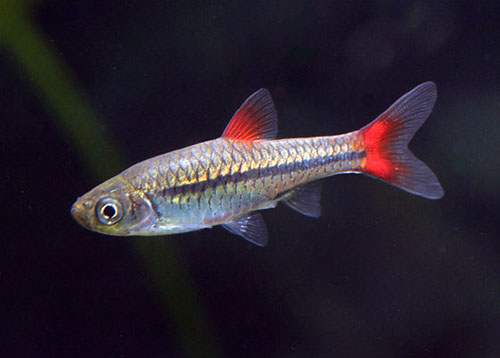 Rasbora-rubrodorsalis-2