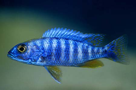sciaenochromis_fryer