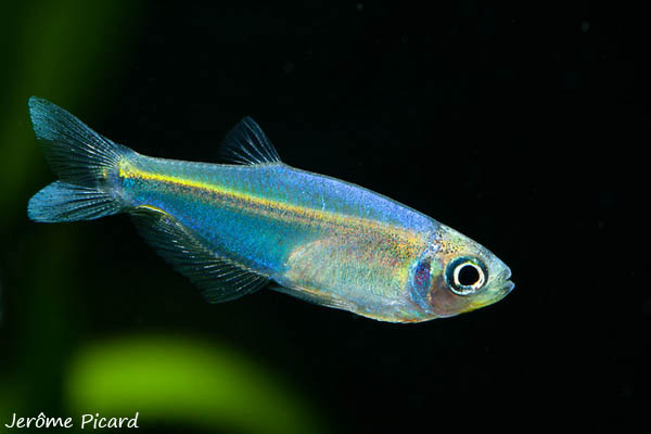 tyttocharax-tambopatentis