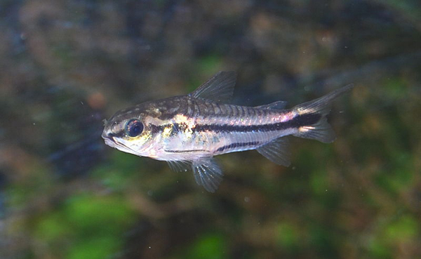 800px-Corydoras_pygmaeus5333