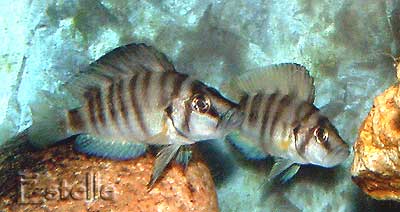 altolamprologus-shell-6