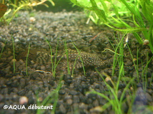 ancistrus juvenil