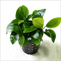 anubias barteri var nana