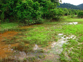 Betta-imbellis-biotope