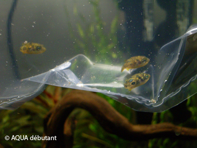 Carinotetraodon-travancoricus