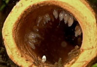 chlamydogobius eremius-ponte