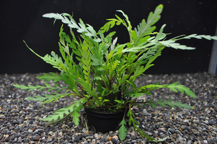 Hygrophila pinnatifida