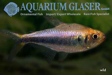 hyphessobrycon -sauvage