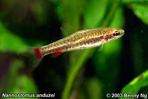 Nannostomus-anduzei1