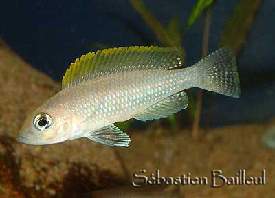 neo-caudopunctatus-3-small