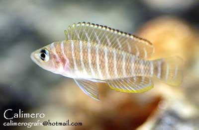 neolamprologus-similis-3