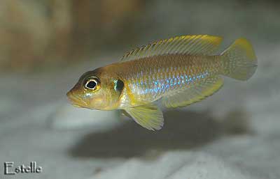 ocellatus-gold-2-small