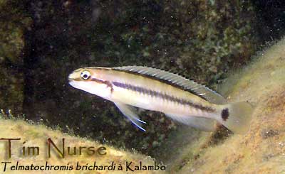 telmatochromis-insitu.jpg