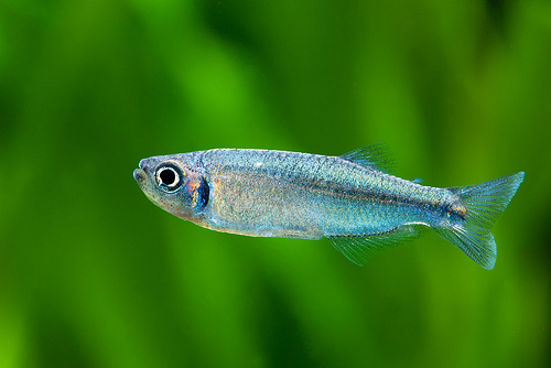 Tyttocharax-madeirae