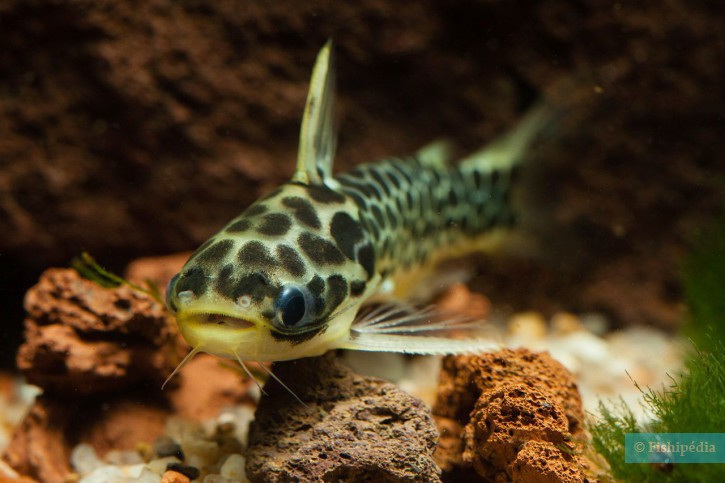 Centromochlus-perugiae-725x483