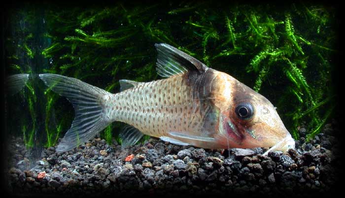 corydoras.amandajanea