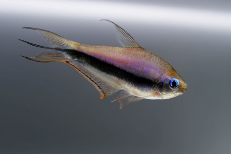 Nematobrycon-palmeri-male