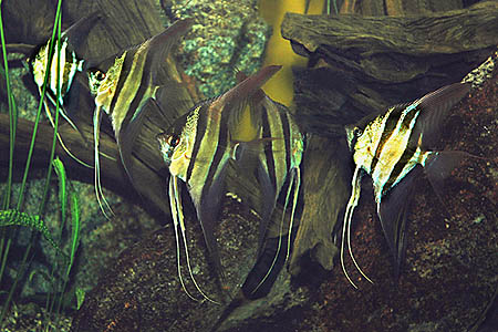 pterophyllum_altum_9