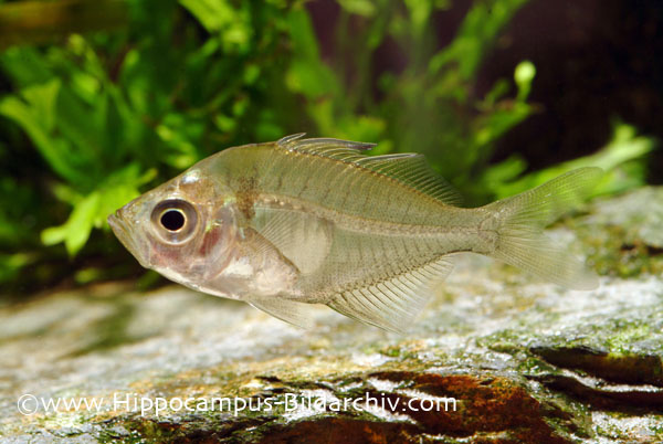 ichthyo,fische,fishes,aquarium,aquaristic,aquaristik, Perciformes,Cichlid,barsche, perches, ,freshwater,s§wasser,zierfische