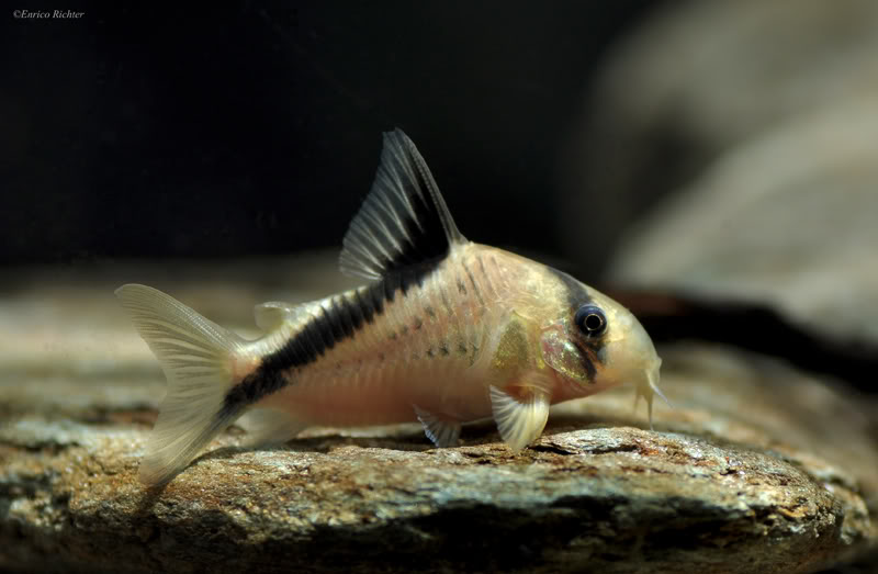Corydoras-melini