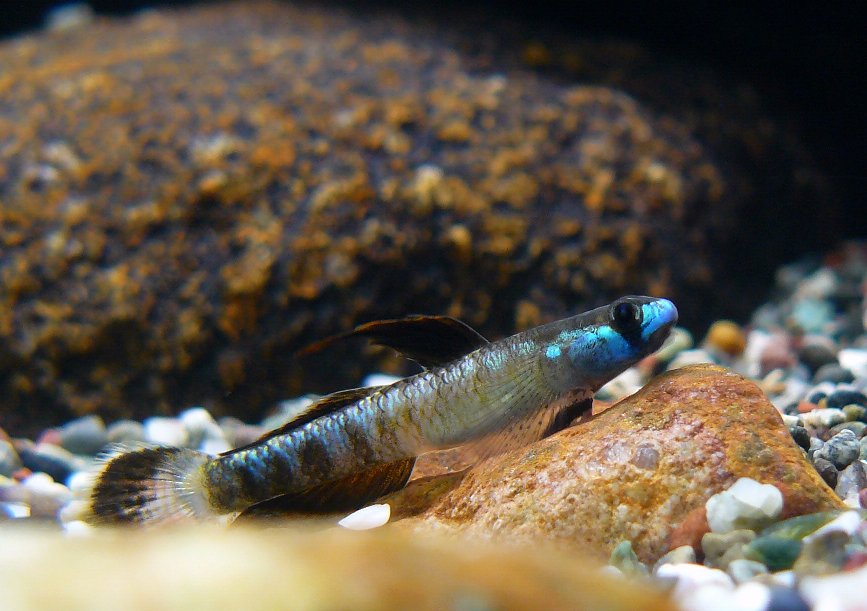 Stiphodon-percnopterygionus-Leo-Chan-2