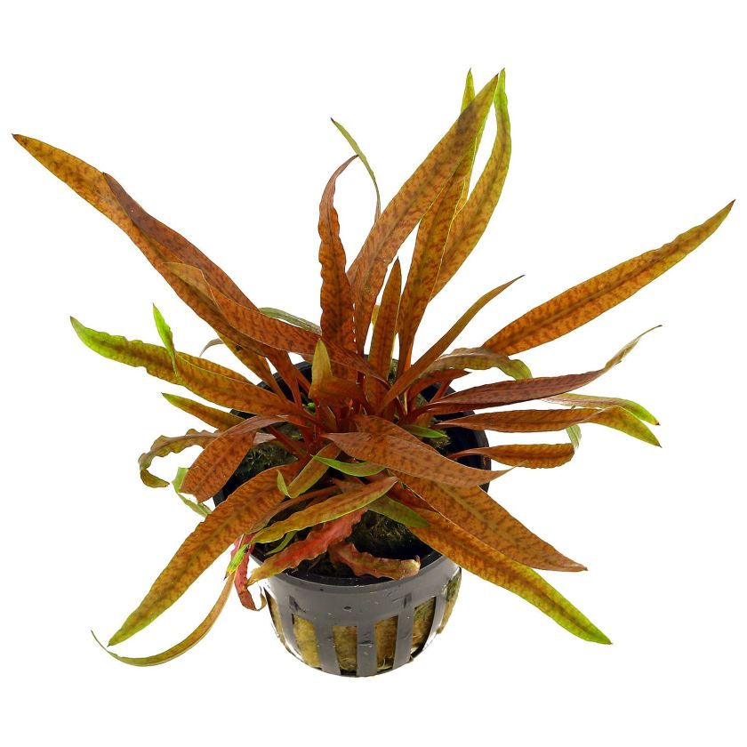 cryptocoryne-albida-brown
