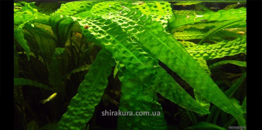 Cryptocoryne_Aponogetifolia2