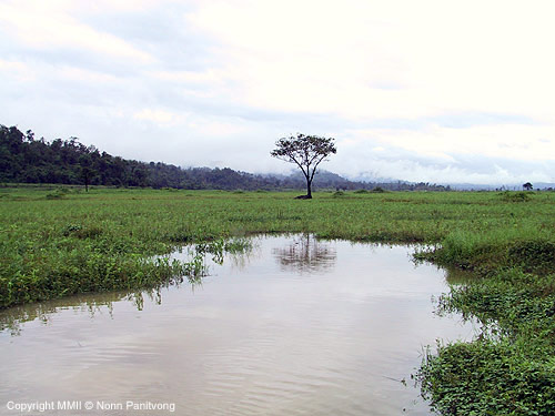 R.-trilineata-habitat-Bekee-River-floodplain
