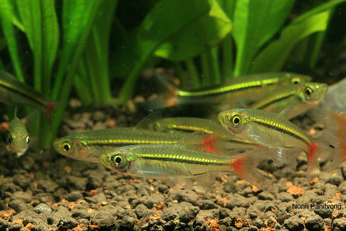 Rasbora-borapetensis-Nonn