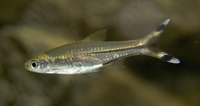 Rasbora-trilineata-2